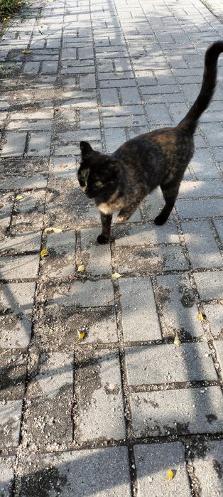 Отдаем ката в добрые руки  улечьная