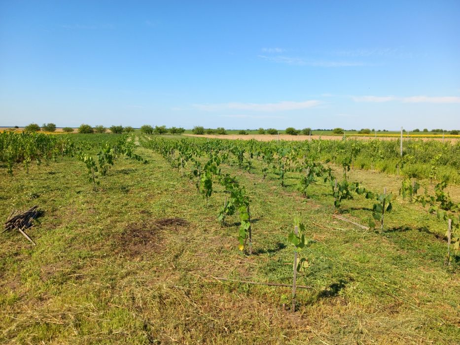 VIE ALTOI ITALIAN ,Tanara ,3 si 5 ani
