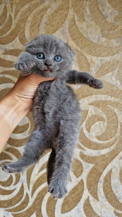 Скоттиш Фолд.  Голубой окрас.