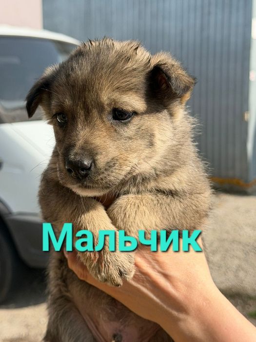 Пристраиваются обаятельные щенки