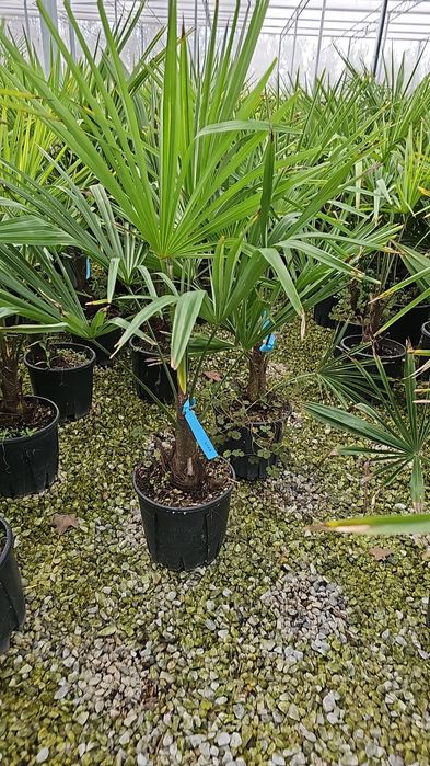 Magnolia grandiflora - Palmieri - Măslini