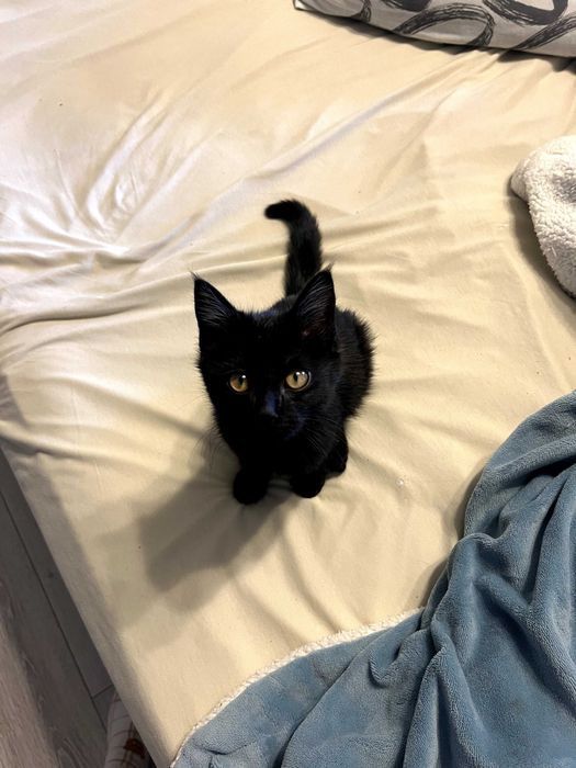 Котенок в добрую семью!