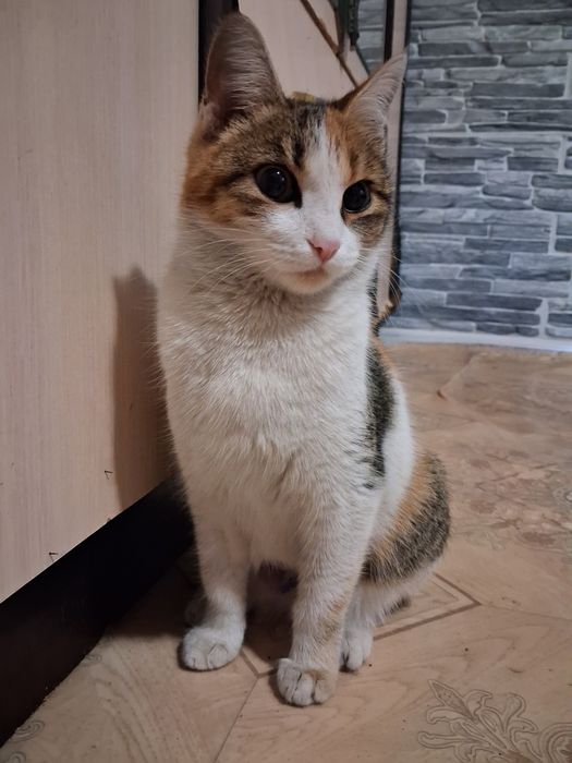 Красавица Ева в поисках дома!!