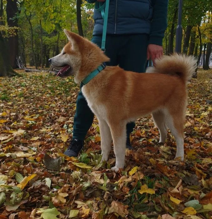 Femelă Akita Inu de 6 luni loială echilibrată iubitoare