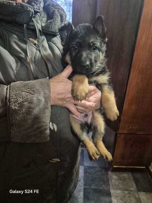 Немецкая овчарка