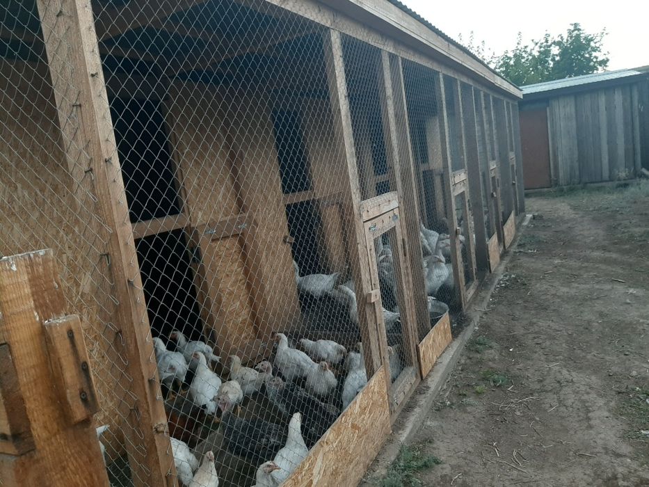 Дом 16 соток пригороде мини ферма