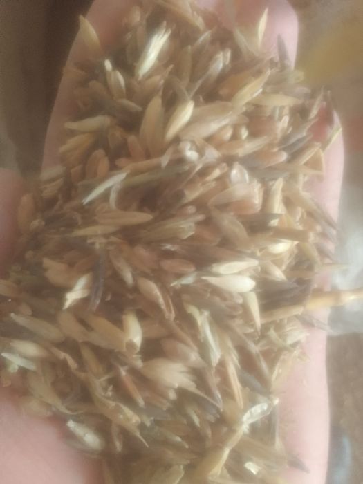 Зерно Отходы  колоски овсюг