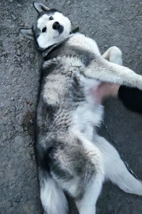 Собака хаски (Марио)