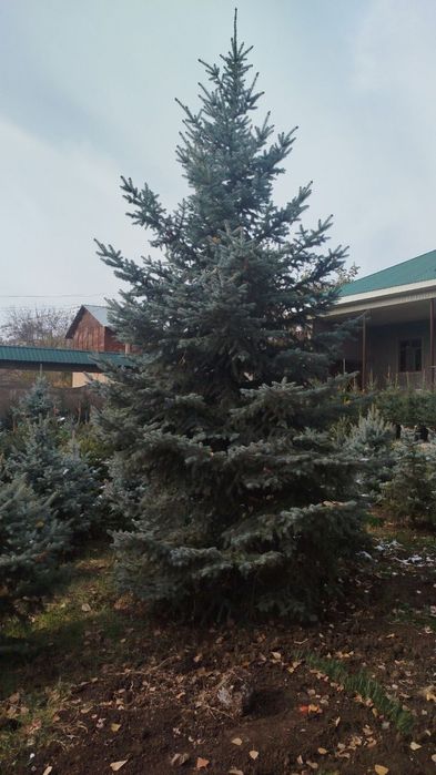 Посадка крупномеров деревьев и саженец