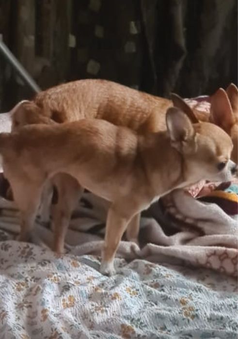 Вязка мини чихуахуа