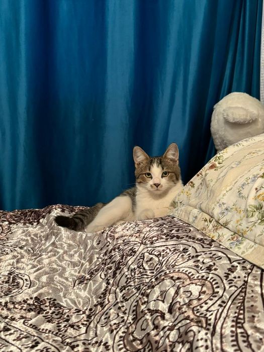 Пропала кошка в районе Евразии