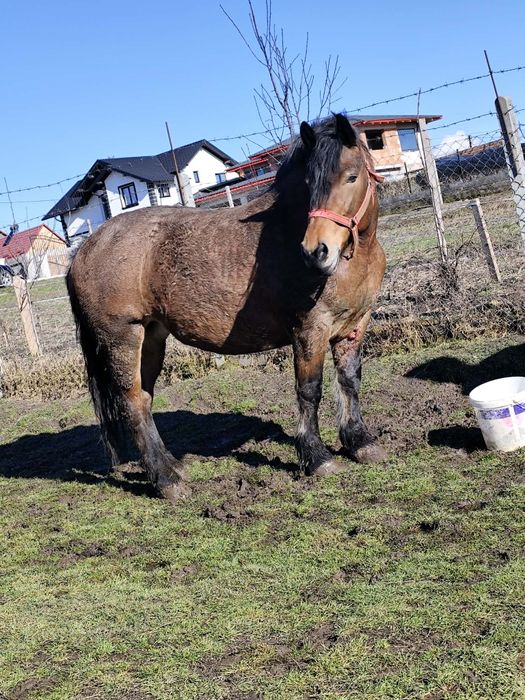 Vând iapa semigreu ,6 ani acte tot