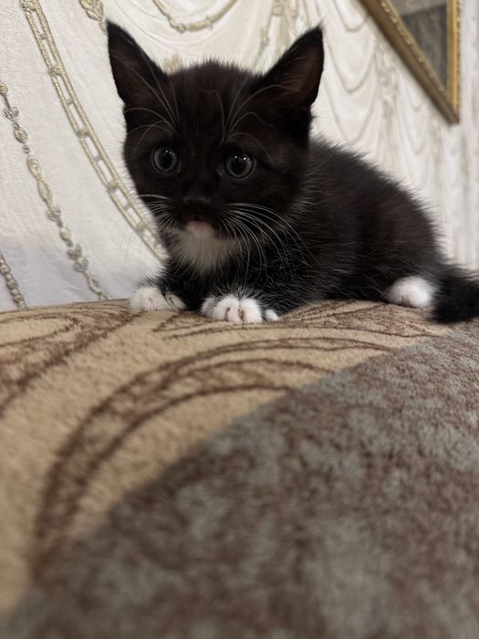 Отдам котенка бесплатно