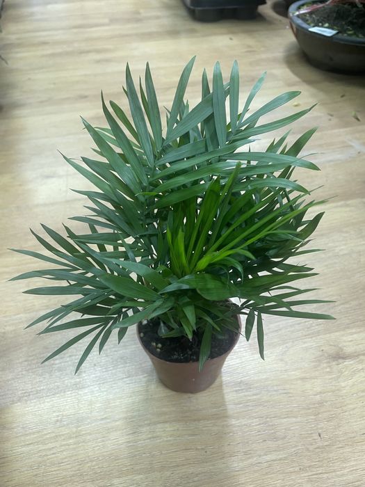 комнатные растении