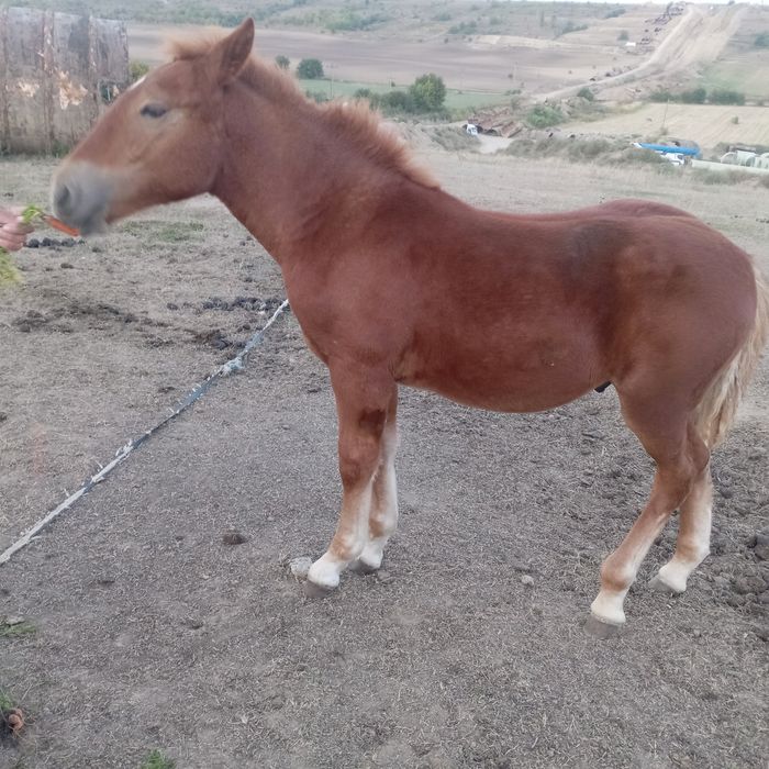 Mânz de 6 luni mai multe detalii la telefon