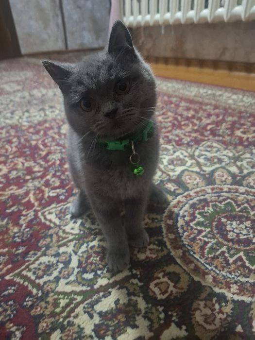 Mushik sotiladi zotli