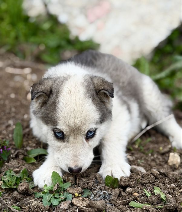 Femela husky siberian!