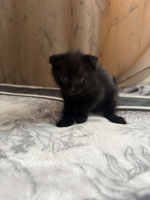 Котята вислоухие