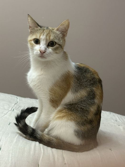 Кошка Бусинка ищет добрый дом