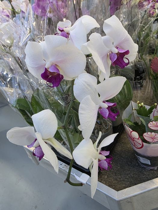 Антуриум !!!  Мужское счастье !