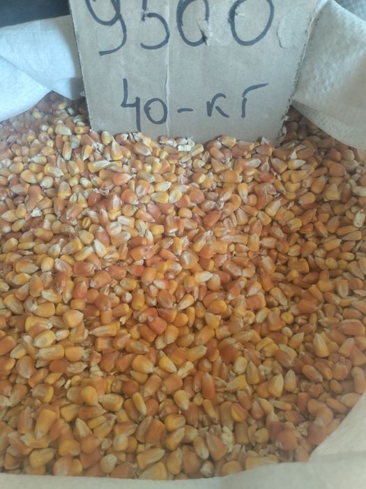 Кукуруза хорошего качества