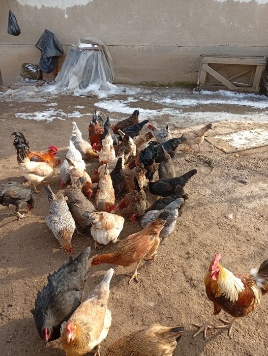 Домашний тауық сатылады