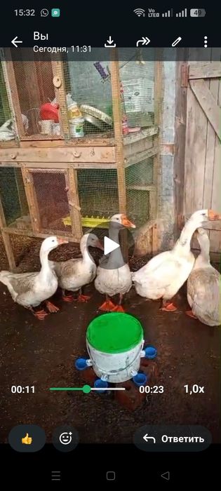 Продам Гусей Линда