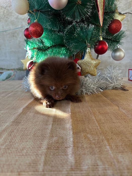 Померан мъжки шоколад