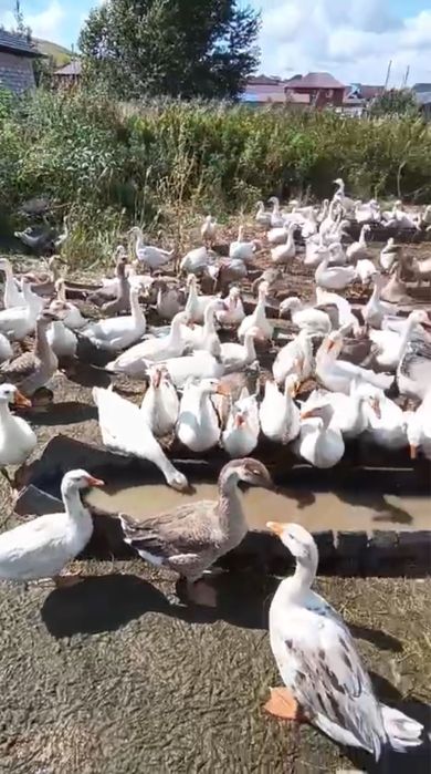 В продаже гусь …