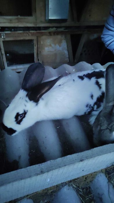 Кролики - продам