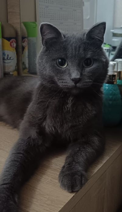 Отдам котика  в добрые руки