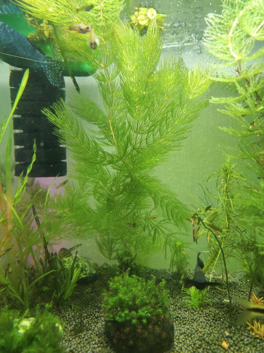 Роголистник и элодея, аквариум