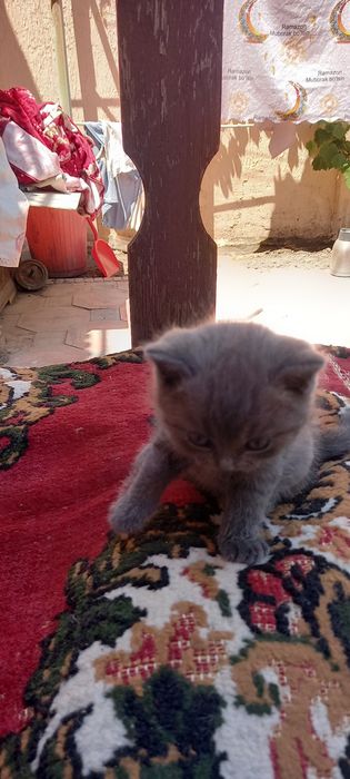 Продам  котёнка скотил фолд