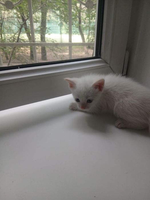 Котенок ищет дом!!