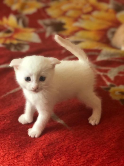 Отдам котят в хорошие руки