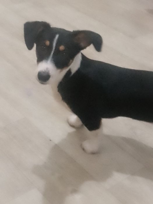 В хорошие руки пол года девочка