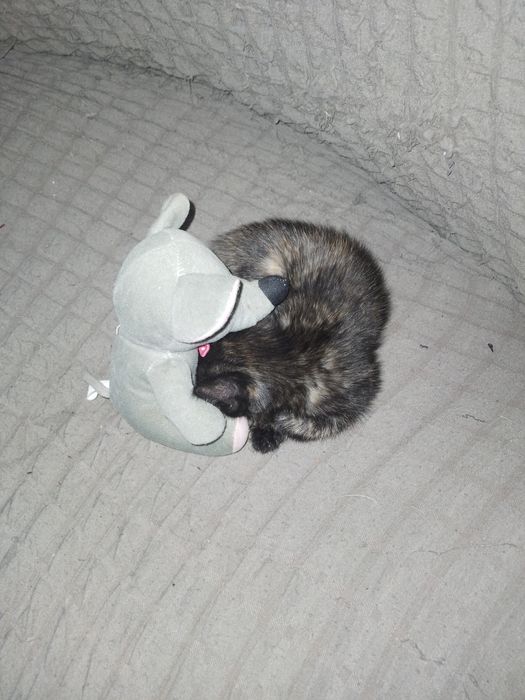 Отдам котёнка очень умная весёлая игривая лоток отлично