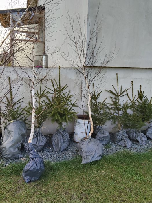 Magnolie mesteacăn buxus tei brad
