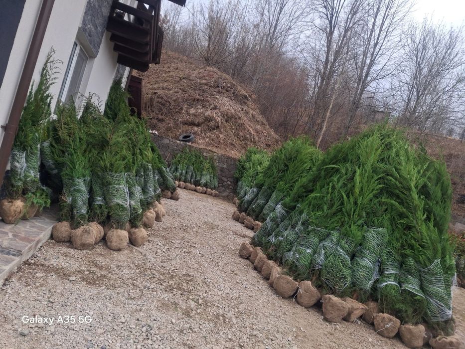 Vând tuia leylandii chiparos la oferta asiguram transport gratuit