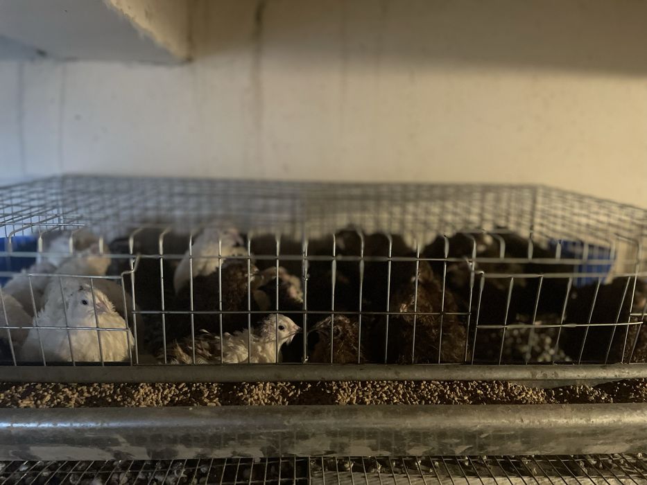 Vand prepelite (masculi) pentru sacrificat