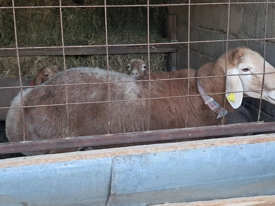 Кошкарлар  сатылымда  .