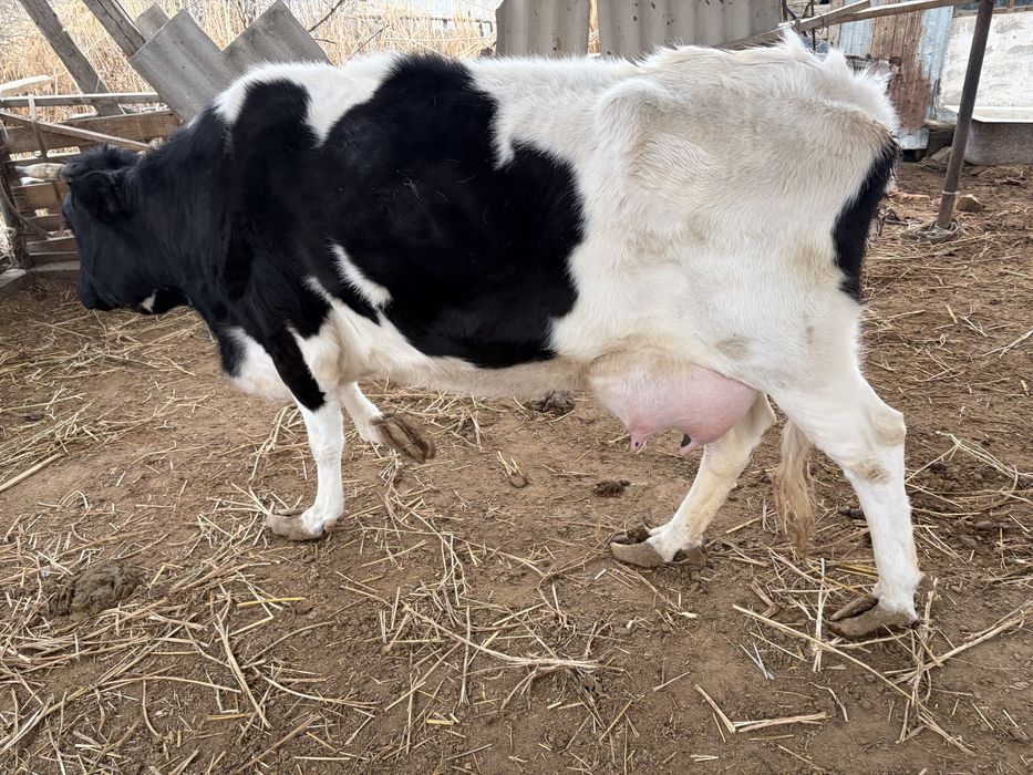 Сүтті порода сиыр