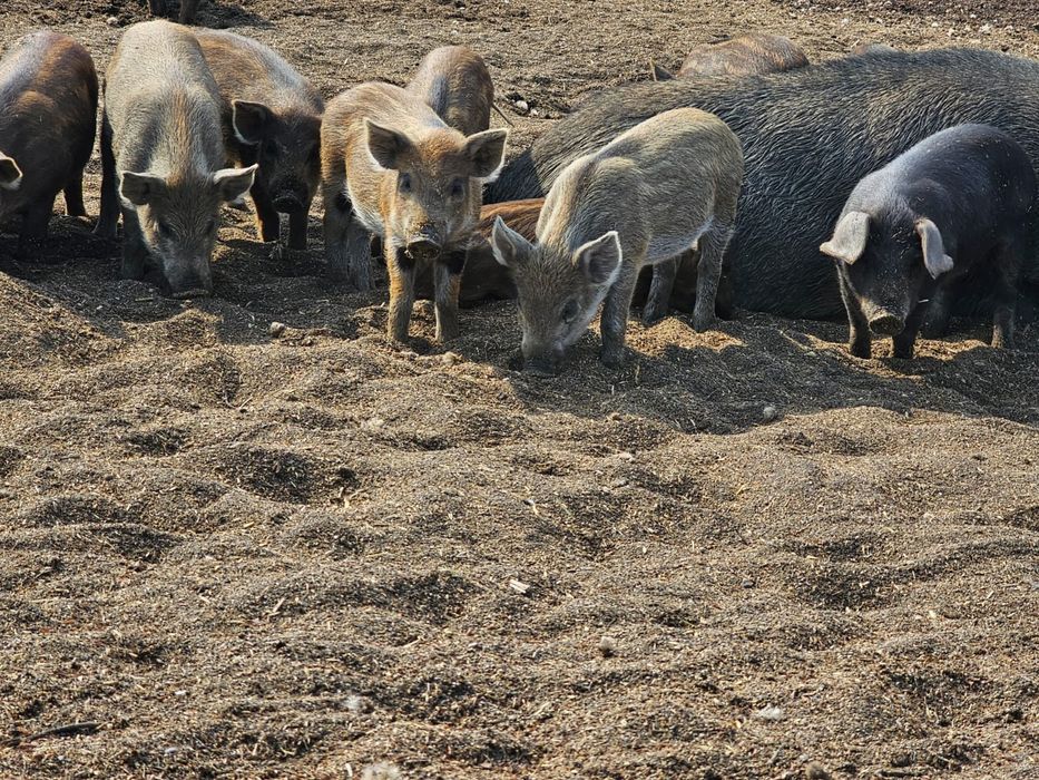 Поросята свинки и кабанчики двух месячные
