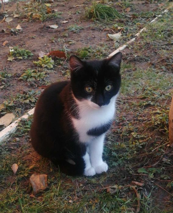 Donez pisici si motanei