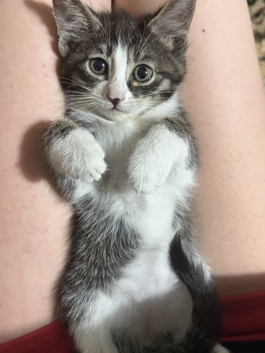 Котята отдам в добрые руки