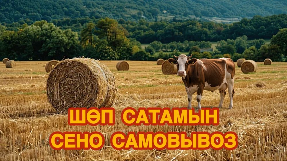 Сено в рулонах самовывоз
