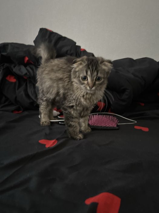 Вислоухая кошечка,девочка