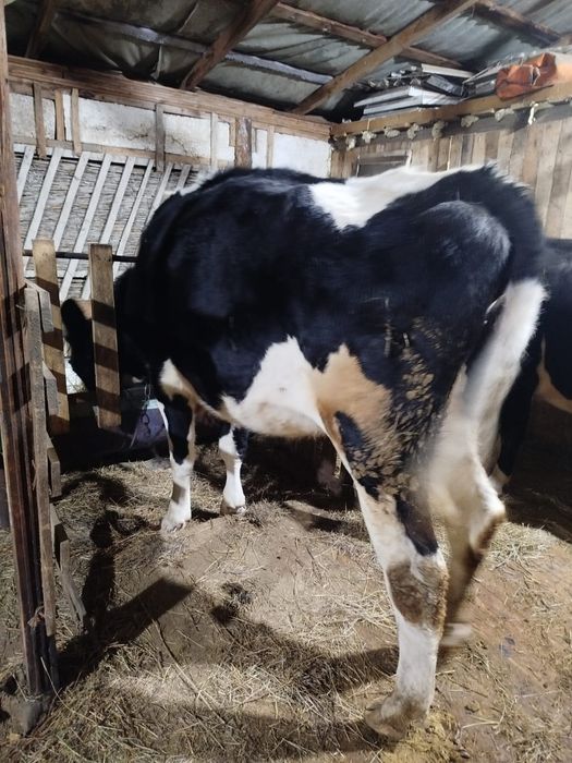 Тёлка 2 года 3месяца цена 700000