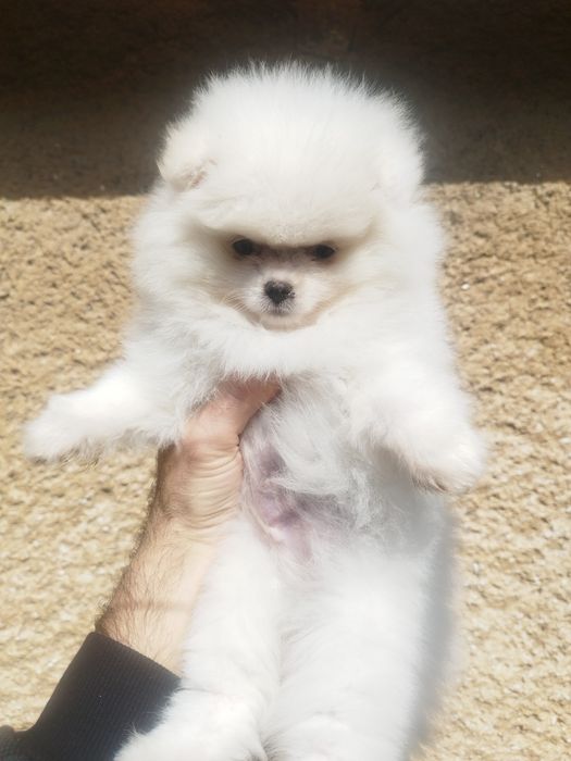 Мъжко  померанче