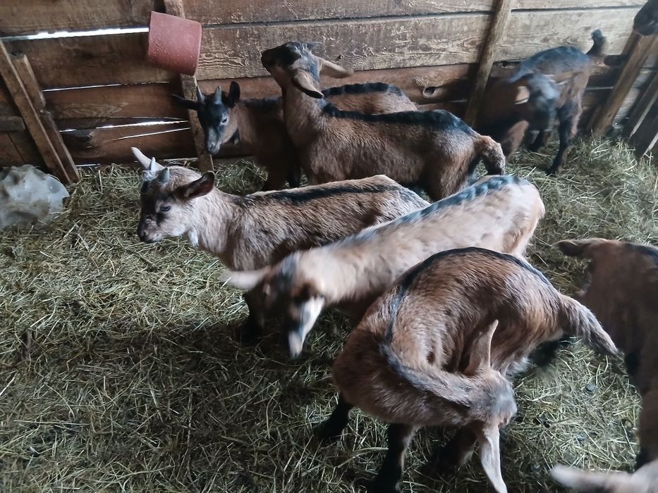 Vând sau schimb iezi alpina franceză